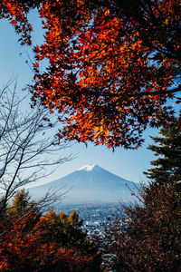 Trees against sky during autumn