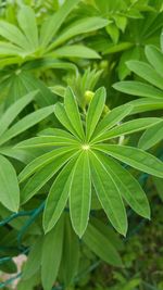 High angle view of plant leaves