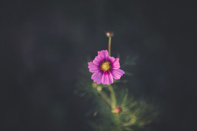 Close-up of pink flower blooming outdoors