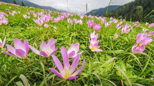 Close-up of purple crocus flowers on field