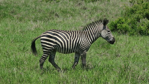 Side view of zebra standing on grass