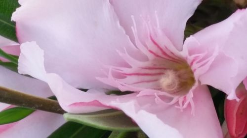 Close-up of pink rose flower
