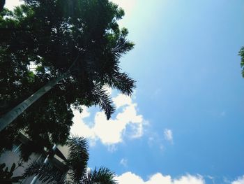 Low angle view of palm tree against sky