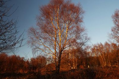 Bare trees in park