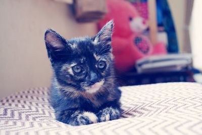 Close-up portrait of kitten sitting at home