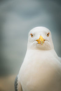 Closeup of a seagull