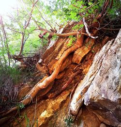 Low angle view of tree trunk
