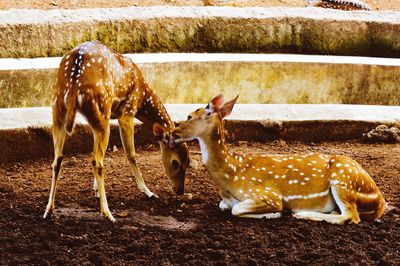 Midsection of deers in zoo