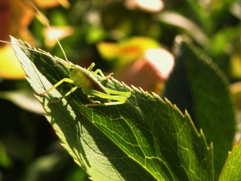Close-up of insect on leaf