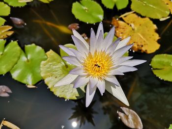 Close-up of lotus water lily in pond