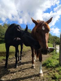 Horses standing in ranch