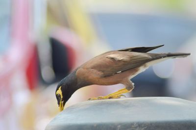 Close-up of bird perching outdoors