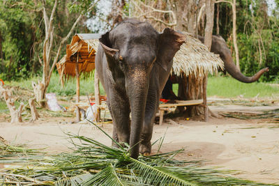 Elephant in a forest