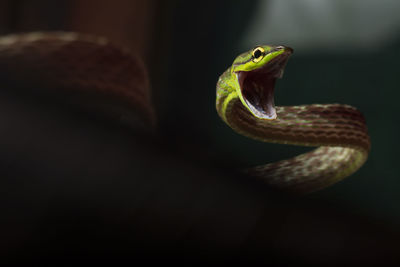 Cope snake from ecuador with open mouth over dark background. oxybelis brevirostris