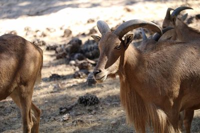 Goats standing on field