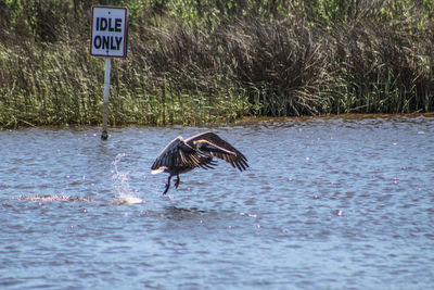 Bird flying over water