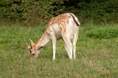 Deer standing on grassy field