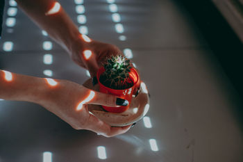 Cropped hands of woman holding potted cactus in home