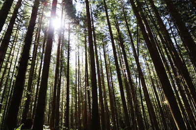 Low angle view of sunlight streaming through trees in forest