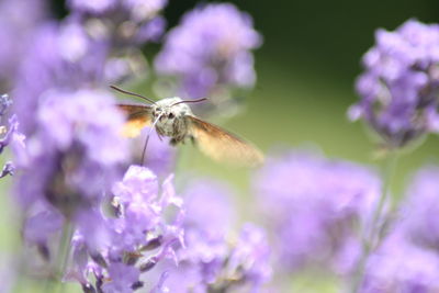 Close-up of butterfly on purple flower