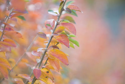 Close-up of leaves on branch