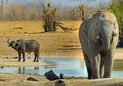 View of elephant drinking water, with a buffalo in the background