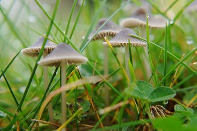Close-up of mushroom on field