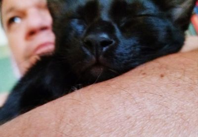 Close-up portrait of dog sticking out tongue outdoors