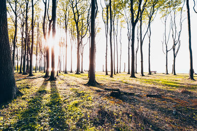 Sunlight streaming through trees in forest