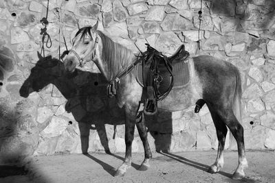 Horses standing by wall