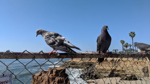 Birds perching on a wall