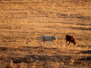 Horses in a field