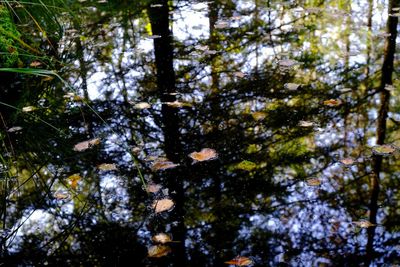 Low angle view of trees