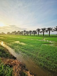 Scenic view of field against sky