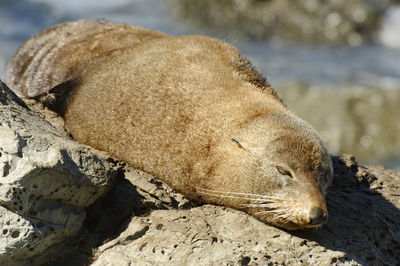 Close-up of animal sleeping on rock