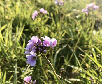 Close-up of pink flowering plant in field