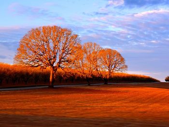 Bare trees on field against sky during sunset