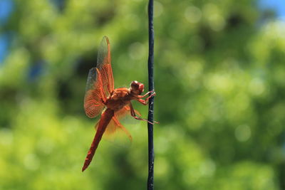 Close-up of dragonfly on plant stem