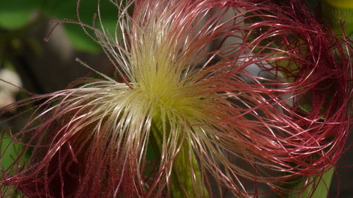 Close-up of plant