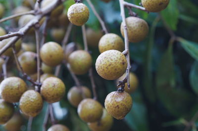 Close-up of fruits growing on tree