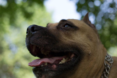 Close-up of dog looking away