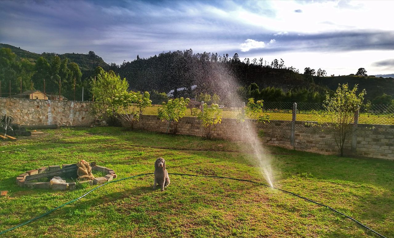 water, sky, cloud - sky, tree, outdoors, mammal, grass, day, spraying, nature, animal themes, no people, dog, scenics, domestic animals, beauty in nature, pets, architecture, irrigation equipment