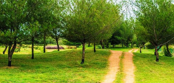 Trees on grassy field