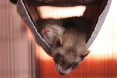 Close-up of ferrets