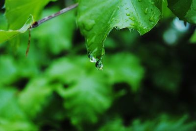 Close-up of spider on web