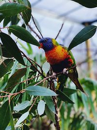 Bird perching on branch