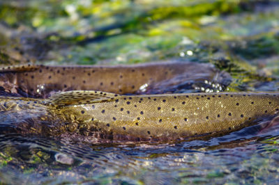 Close-up of fish in sea