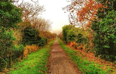 Footpath leading towards trees