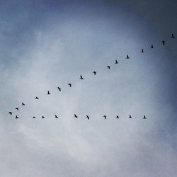 Low angle view of birds flying in sky