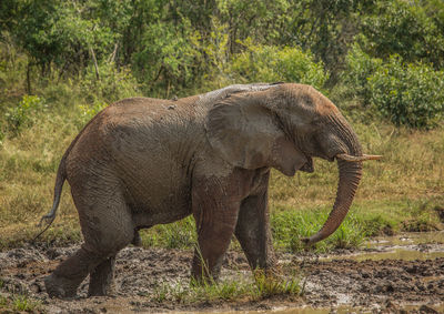 Side view of elephant in forest